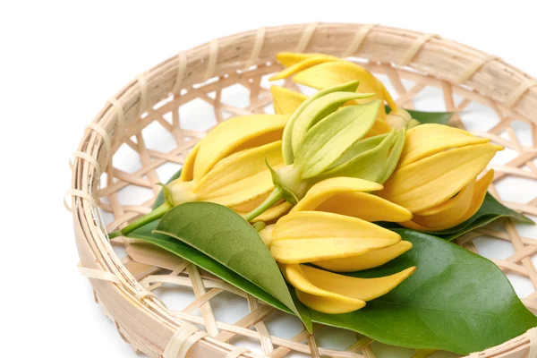 Ylang-Ylang floare, flori parfumate galbene pe un fundal alb — Fotografie, imagine de stoc