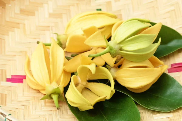 Ylang-Ylang цветок, желтый ароматный цветок на корзине — стоковое фото