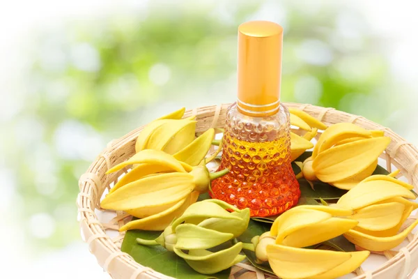 Ylang-Ylang цветок, желтый ароматный цветок на фоне природы — стоковое фото