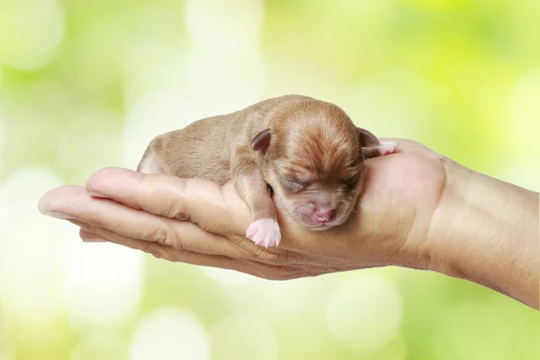 Yeni doğan chihuahua köpek bakım ellerinde yeşil bac bulanık — Stok fotoğraf