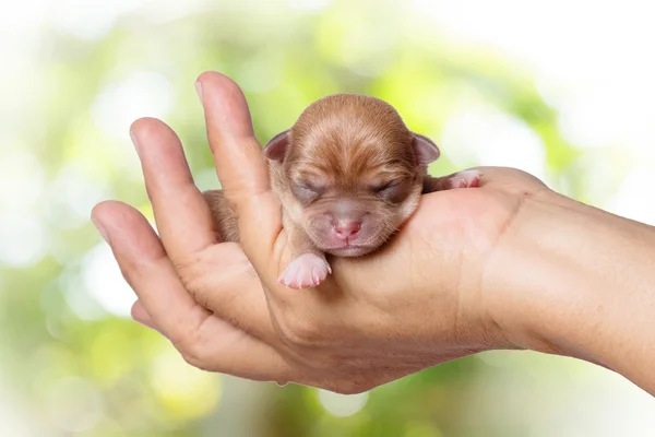 Cachorro chihuahua recién nacido en las manos cariñosas en bac borrosa verde — Foto de Stock