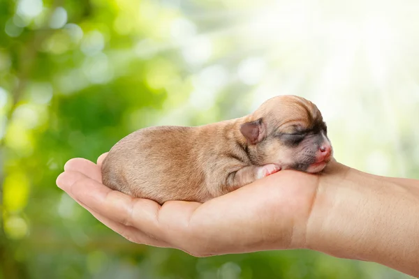 Cachorro chihuahua recién nacido en las manos cariñosas en bac borrosa verde — Foto de Stock
