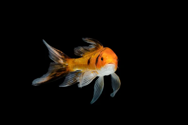 Cometa Peces sobre fondo negro —  Fotos de Stock