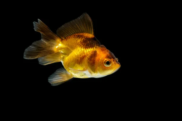 Guld fisk isolera på bakgrund — Stockfoto