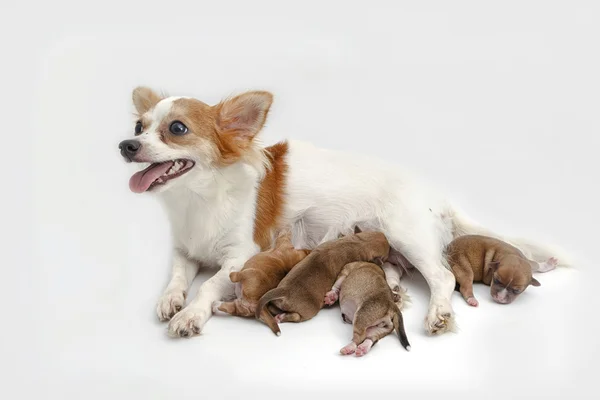 Chihuahua matka a její štěňata — Stock fotografie