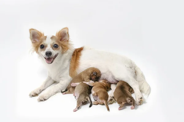 Madre Chihuahua e seus filhotes — Fotografia de Stock
