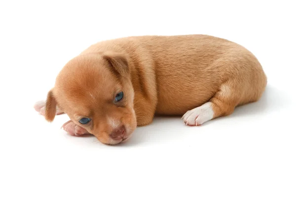 Lindos cachorros chihuahua acostados sobre fondo blanco — Foto de Stock