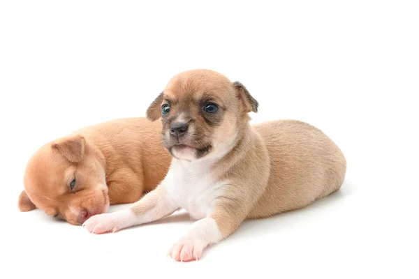 Chihuahua aranyos kölykök fehér alapon fekvő — Stock Fotó