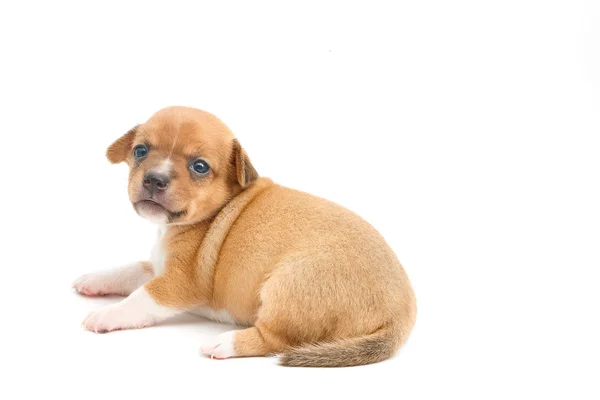 Cute chihuahua puppies sitting on white background — Stock Photo, Image