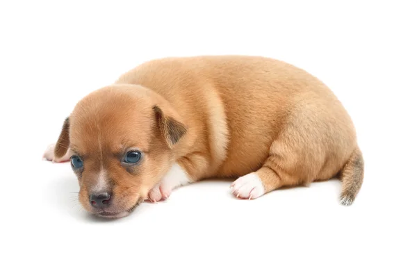 Chihuahua Śliczne szczenięta leżącego na białym tle — Zdjęcie stockowe