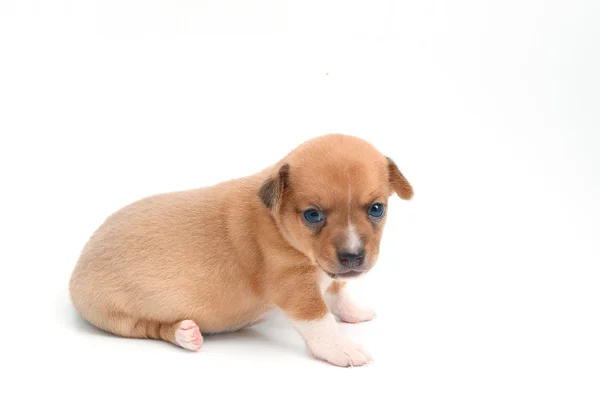 Bonito chihuahua filhotes deitado no fundo branco — Fotografia de Stock