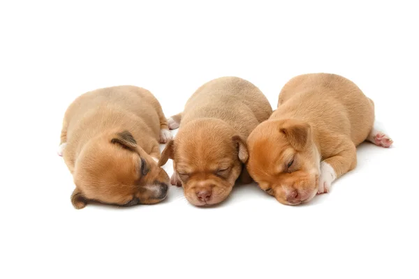 Chihuahua aranyos kölyök alszik a fehér háttér — Stock Fotó