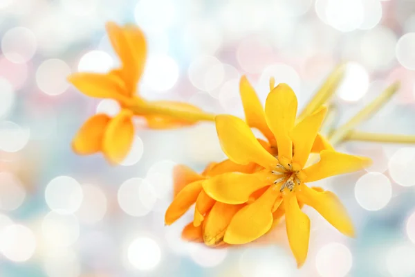 Fleurs de gardénia dorées sur bokeh lumière floue dans le ton chaud retour — Photo