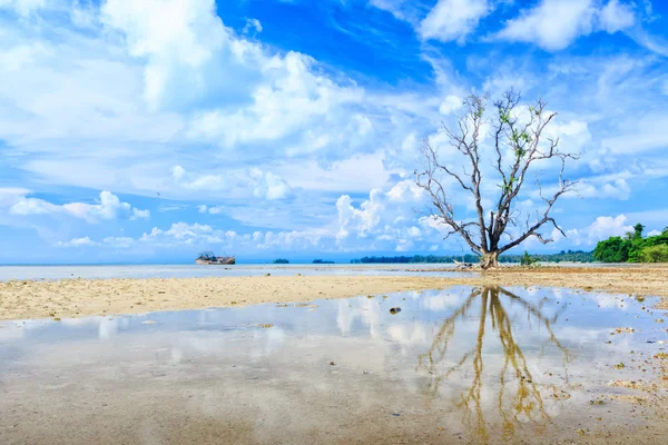 Puut heijastuvat meressä kauniilla sinisellä taivaalla — kuvapankkivalokuva