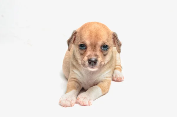 Chihuahua aranyos kölykök fehér alapon fekvő — Stock Fotó