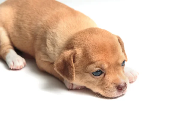 Bonito chihuahua filhotes deitado no fundo branco — Fotografia de Stock