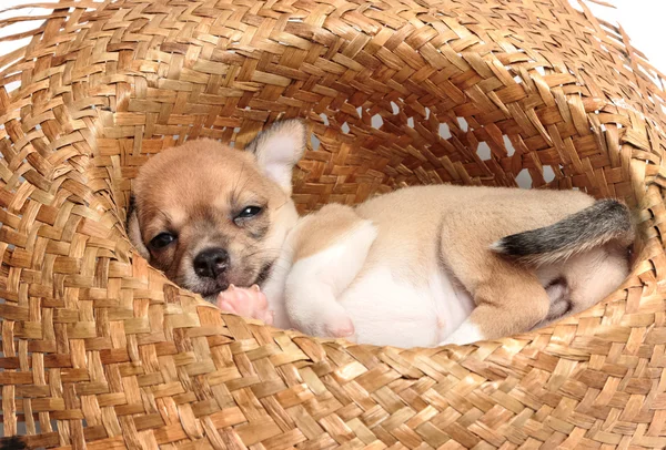 Niedliche Chihuahua-Welpen schlafen in geflochtenen Hüten — Stockfoto