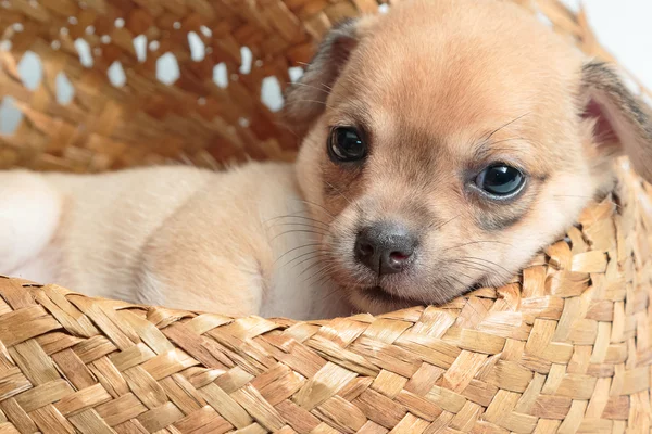 Söt chihuahua valpar sover i vävd hattar — Stockfoto