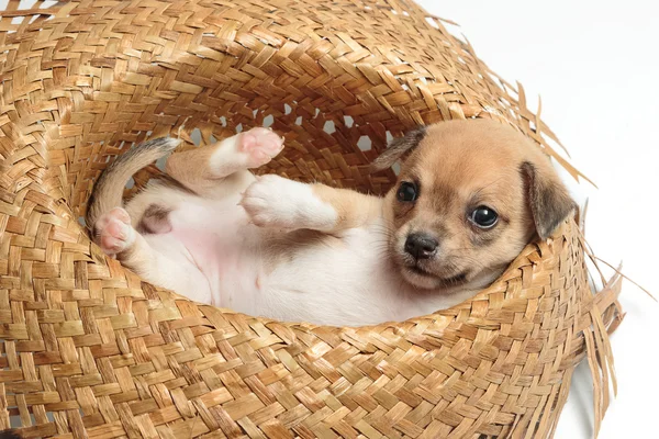 Cute chihuahua puppies sleeping in woven hats Royalty Free Stock Images