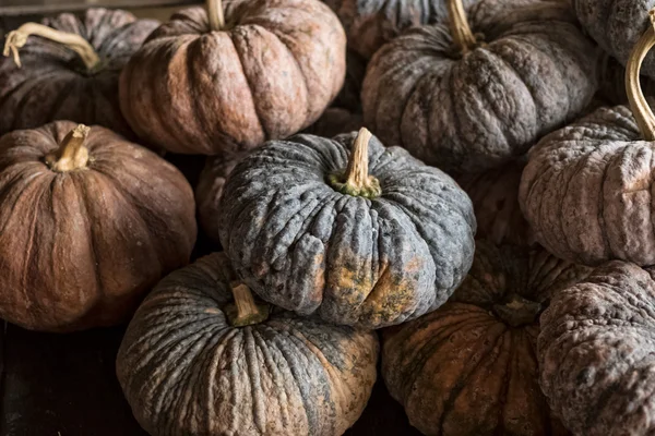 Pumpkins in the food market, fruit and vegetable — Stock Photo, Image