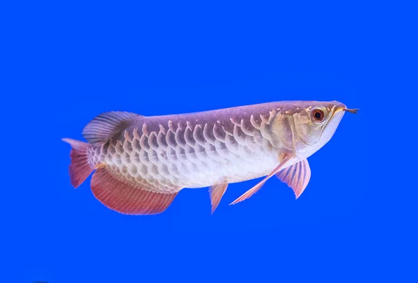 Arowana Fisch roter Schwanz auf blauem Hintergrund — Stockfoto