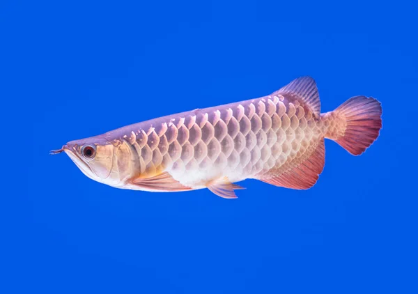 Arowana pescado cola roja sobre fondo azul —  Fotos de Stock