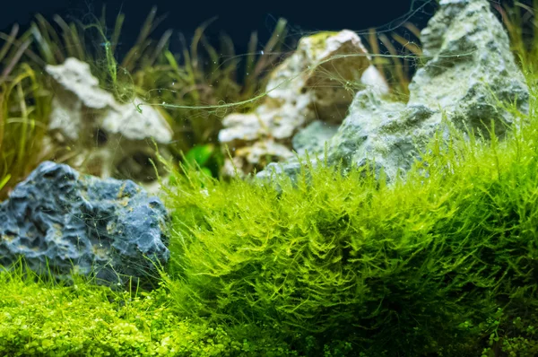 fish tank su bitkinin görüntü
