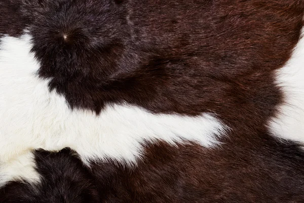 Cow fur (skin) background or texture — Stock Photo, Image