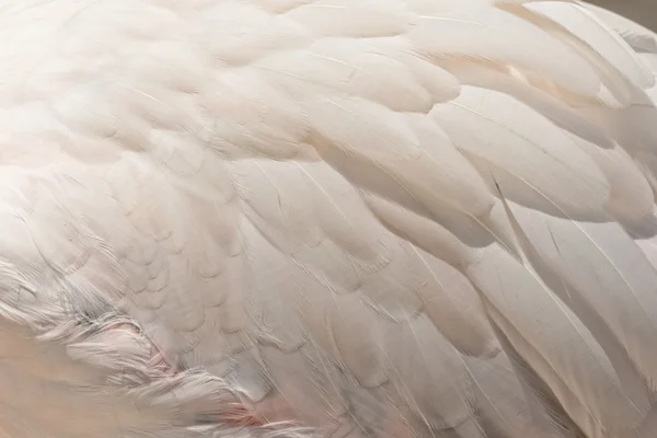 Closedup flamingo pierze, tekstury i tła — Zdjęcie stockowe