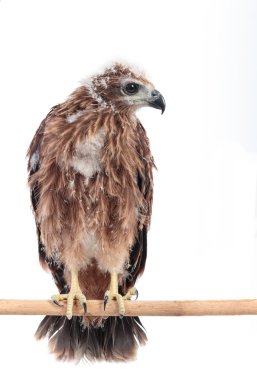 Beyaz arka plan üzerinde izole genç kartal