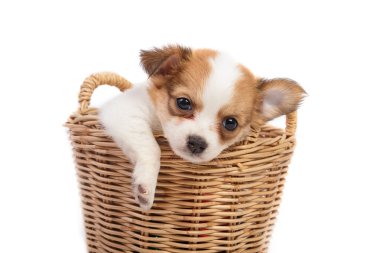 şirin chihuahua kukla sepet