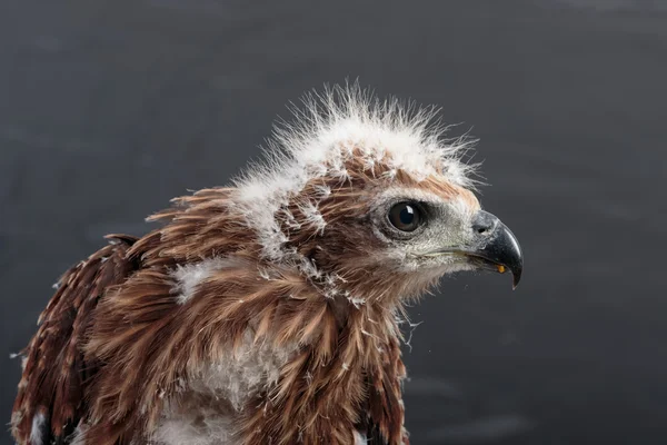 Portret van jonge adelaar op zwarte achtergrond — Stockfoto