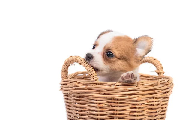 Cachorros chihuahua bonitos na cesta — Fotografia de Stock