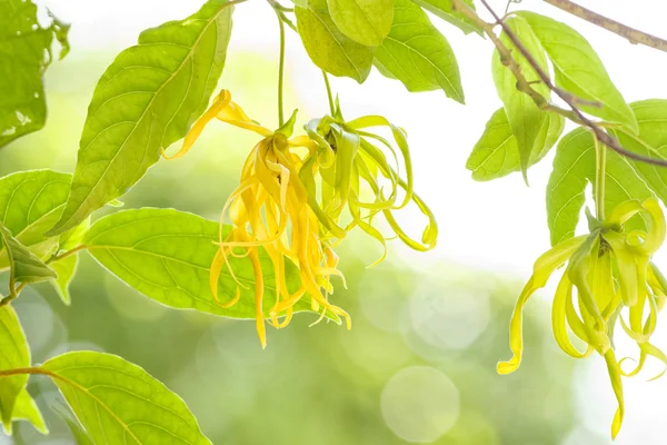 Ylang-Ylang flor na árvore, para o fabrico de óleo essencial — Fotografia de Stock