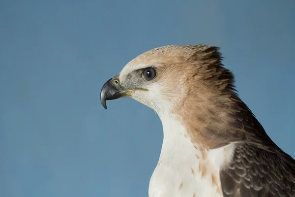 Hawk bovenlichaam en hoofd geschoten — Stockfoto