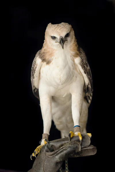 Beauty hawk on falconer's hand — Stock Fotó