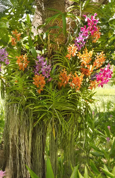 Řadu orchidejí ve stromu — Stock fotografie