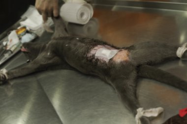 hayvan cerrahi, anestezi sonrası sterilizasyon operati altında kedi