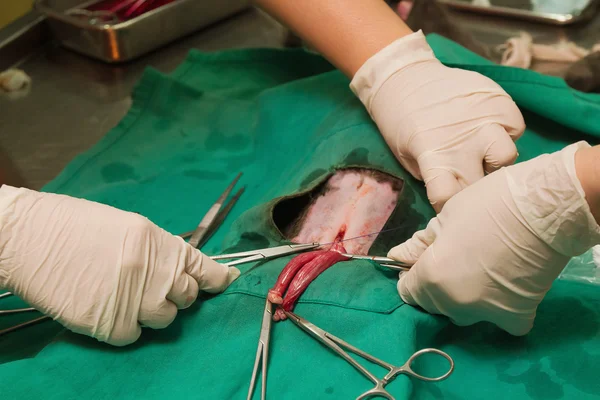 Gato em uma cirurgia veterinária, operação de esterilização veterinária — Fotografia de Stock
