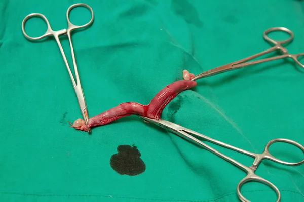 El primer plano del útero y el ovario en el gato — Foto de Stock