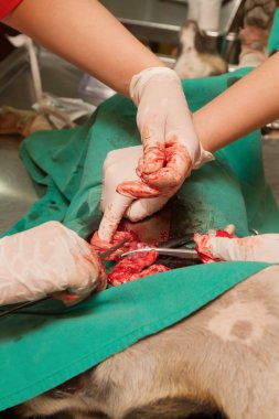 köpek veteriner cerrahi, rahim ve bir yumurtalık içinde a köpek d