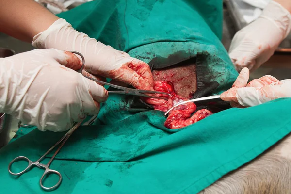 Tierchirurgie, tierärztliche Sterilisationsoperation bei Hund — Stockfoto