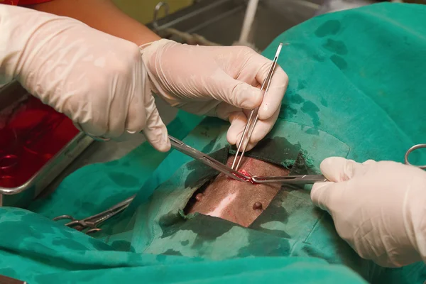 Cirurgia animal, operação de esterilização veterinária no cão — Fotografia de Stock