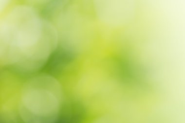 Ormanın arka plan bulanıklık doğal yeşil parlak