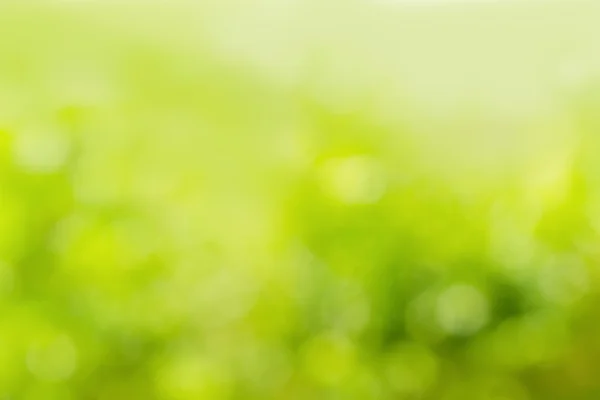 Güneşli soyut yeşil doğa arkaplanı — Stok fotoğraf