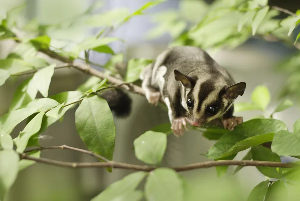 Active sugar-glider on nature background — Stock Photo, Image