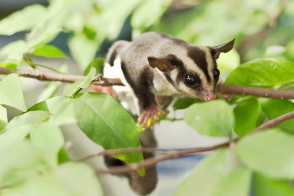 Active sugar-glider on nature background — Stock Photo, Image