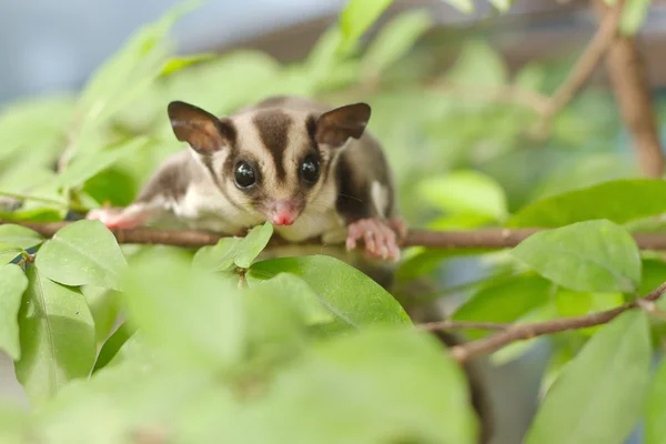 Active sugar-glider on nature background — Stock Photo, Image