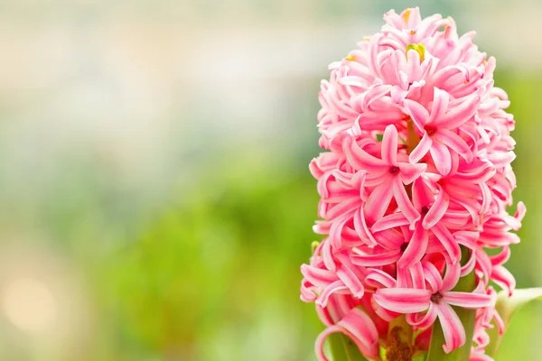 Růžový hyacinth na pozadí přírody — Stock fotografie