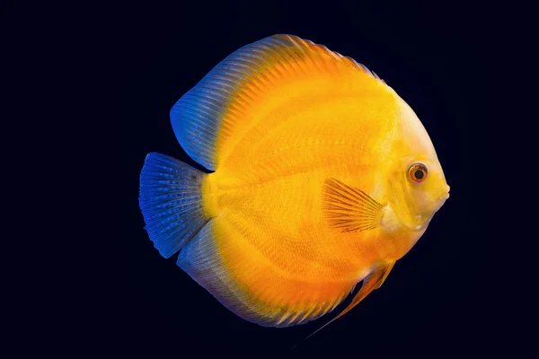 Pompadour fisk — Stockfoto